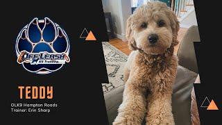 1 Year Old Goldendoodle “TEDDY” | Amazing obedience | 2 week transformation