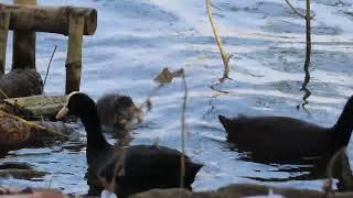 Eurasian Coot. 11 12 24  S   Mhrn Lake 5