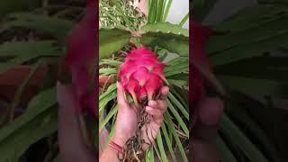 Dragon Fruit plant at home