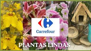 PLANTAS NO CARREFOUR #plantas #carrefour