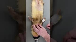 How to take blood from a ferret (cranial vena cava)