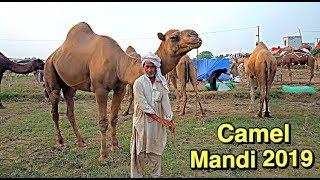Camel for Qurbani Eid 2019 in Lahore - Camel Mandi 2019 | Eid ul Adha 2019