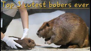 Top 3 cutest Bobers ever (compilation)