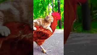 The cat and the chicken jointly performed an interesting story, bringing people #cutepetgoodthings