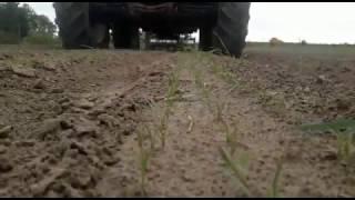 Colibrì weeding machine on carrots