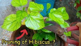 How to Prune a Hibiscus? When? Why..? - Pure Greeny