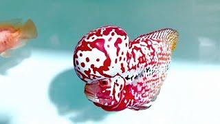 Top 8 Most Beautiful Flowerhorn Cichlid In The World