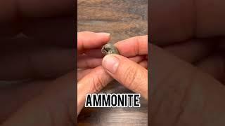 Baby Fossil Ammonites
