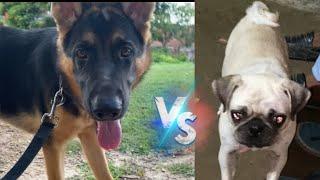 German Shepherd vs pug dog