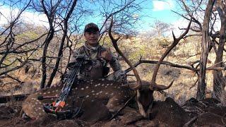 Watching My Trophy Go Down | Unedited | “Manele Archery Buck Recovery “ clip