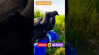 JECKY & BLACKY MERPATI JINAK ‼️ #shortforyoutube #merpatifreefly #merpatikupukupu #viralvideo