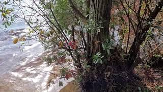 Oswego Lake Pine Barrens