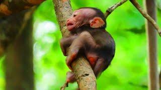 Million love adorable baby monkey l Oh my God help l Love cute animal baby monkey