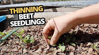 Thinning Beet Seedlings. What spacing to use, and why I use a 1st and 2nd thinning method.