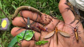 I think this is a giant mosquito‼️catch mantis,longhorn,caterpillar,chameleon,crab, katydid,spider