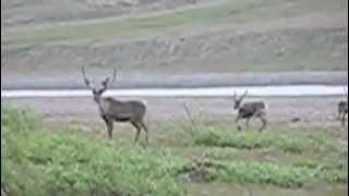 Horton River: Caribou, a Twin Engine Otter, and Smoking Hills in NWT, Canada