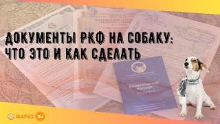 Документы РКФ на собаку: что это и как сделать