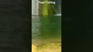 Float Fishing || Tilapia Fishing || live bait earthworms ||