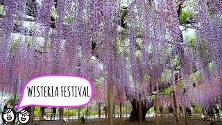 ASHIKAGA FLOWER PARK // あしかがフラワーパーク (Japan Travel Vlog)