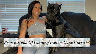 Pros and Cons Of Owning A Indoor Cane Corso ft @WillandDree  #canecorso