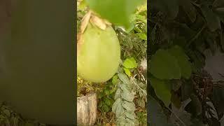 maracujá doce gigantesco, planta que é felicidade garantida, um furo no piso carrega!