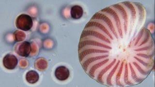 Mysterious Web Masters - FORAMINIFERA