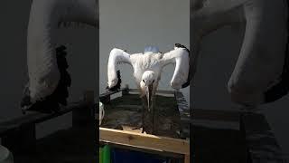 т.Кашин набирает вес, завтра взвешивание #animals #брестскийаист #stork #аист #короткиевидео