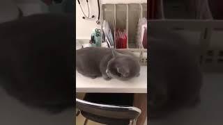 Clever cat tries to hide from vet in desk organizer  #Shorts