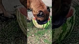 Boxer Loves Watermelon? - Watch to Find Out! #boxerdog  #shorts #boxer