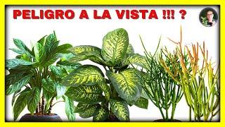 QUE TAN TOXICAS SON ESTAS PLANTAS? - versión corta - | Gio de la Rosa