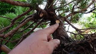 Scots Pine Bonsai from nursery stock, initial fall trim! Part 1 of fall shaping!