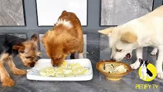 Puppies Food Review 2024 - Homemade Healthy Food Showdown - Petify TV Dog Series 79 #puppyeating