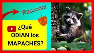  Qué ODIAN los MAPACHES  ¡Arakun o Raccoon! 