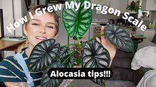 Alocasia Dragon Scale Care | How I grew mine large in a year!