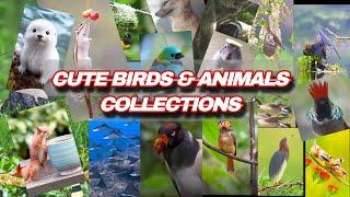 Cute Birds and Animals #animals #birds #cute #nature