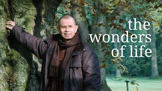 The Wonders of Life Available in the Here and the Now | Teachings by Thich Nhat Hanh | #mindfulness