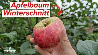 Apfelbaum im Winter schneiden - So geht es! Sorten, Zeitpunkt, Rückschnitt...