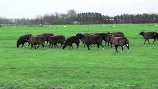 Schapen 26-11-2009