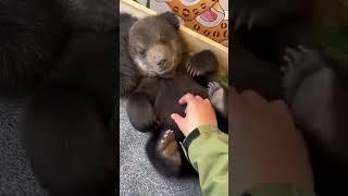 Cute Tickle Cub Belly