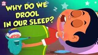 Why Do We Drool In Our Sleep? | Causes of Drooling | The Dr Binocs Show | Peekaboo Kidz