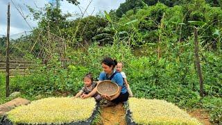 How To Grow Mung Bean Sprouts - Harvesting After 3 Days Goes To Market Sell | Trieu Thi Thuy