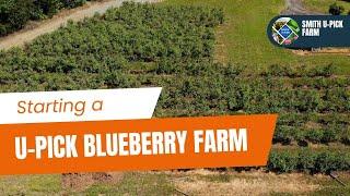 How To Start A Successful U-pick Blueberry Farm