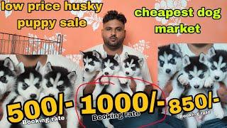 Cheapest dog market in delhi ncr | low price puppy husky for sale | puppy available low price