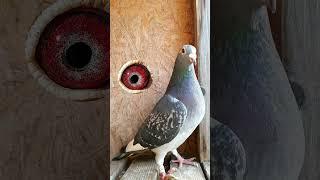 The Eyes of Racing Pigeons!