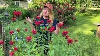 Take a Walk with Tavia #26 - Monarda ‘Jacob Cline’