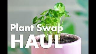 Plant Swap • Houseplant Haul!
