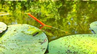 INSTEAD OF CARP... IT GRABBED AND WENT INTO THE PIT!!!! Fishing on a float