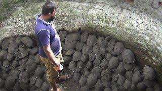 A group of Tortoise of one hundred eight (108) rescued from well !