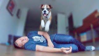 Pretending To Faint In Front Of My Dog. Amazing Reaction by Funny Boxer Flip