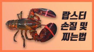 2.6kg 생물 랍스터 손질 및 찌는법